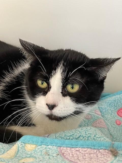 Enlarge Dotty, a Adoptable Domestic Short Hair in Hayward, WI image 1/1