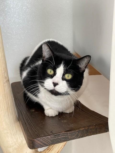 Dotty, Adoptable, Adult Female Domestic Short Hair.