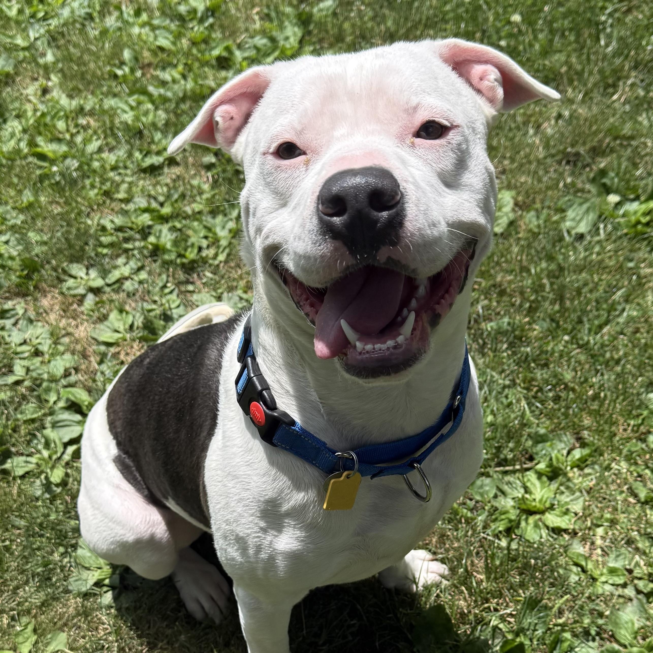 Trooper, ADOPTABLE, Young Male Pit Bull Terrier.