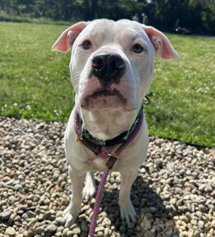 Enlarge Trooper, a ADOPTABLE mixed breed in Cleveland, OH image 2/3