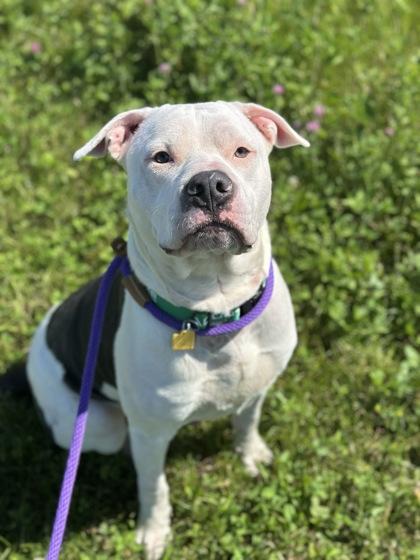 Enlarge Trooper, a ADOPTABLE mixed breed in Cleveland, OH image 3/3