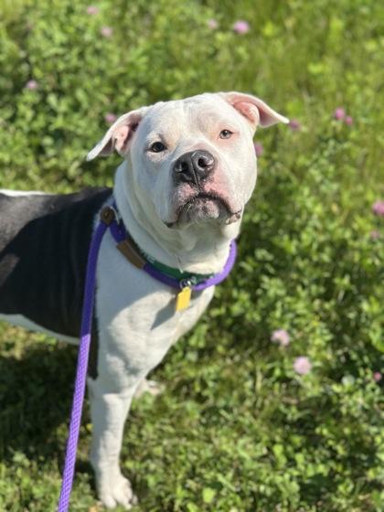 Enlarge Trooper, a ADOPTABLE mixed breed in Cleveland, OH image 1/3