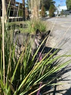 Enlarge Sunny, a Adoptable mixed breed in Appin, ON image 5/5