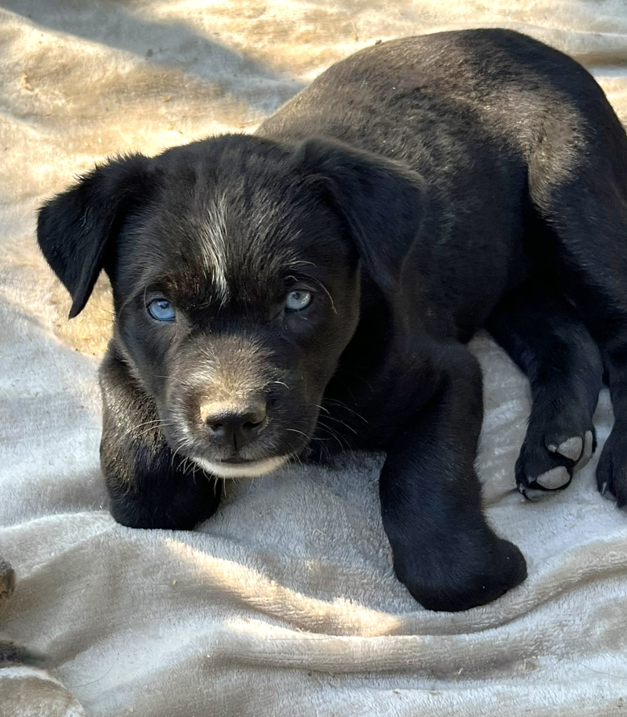 Blade, a Adopted mixed breed in Godley, TX image 6/6