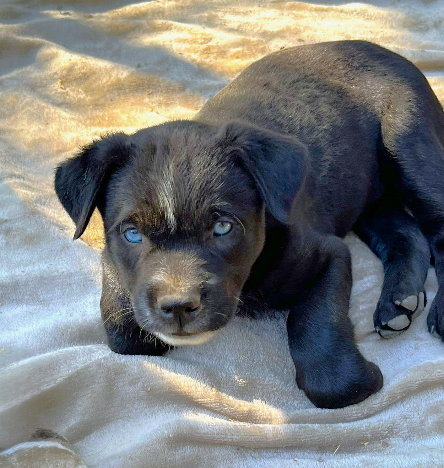 Blade, a Adopted mixed breed in Godley, TX image 2/6