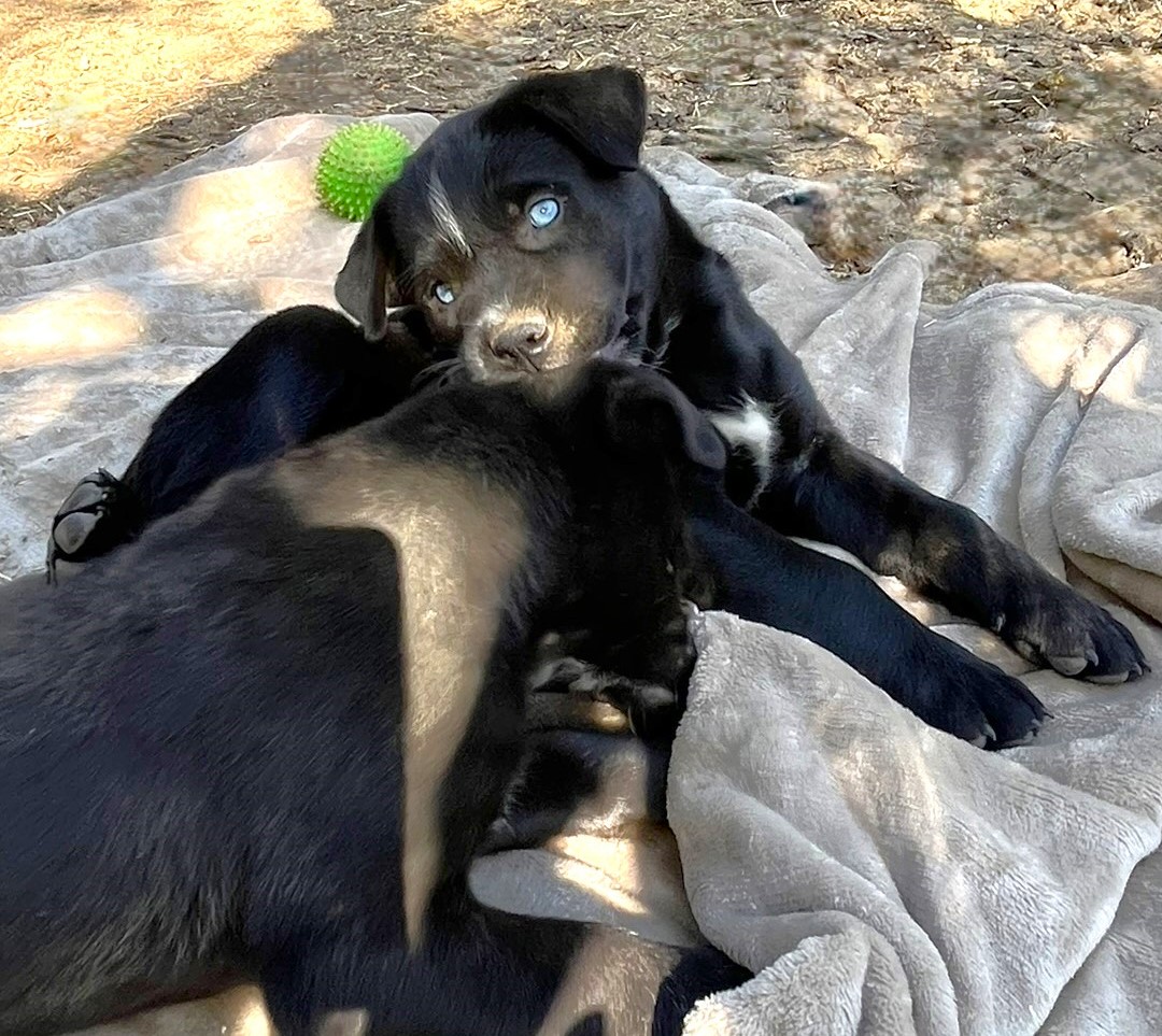 Blade, a Adopted mixed breed in Godley, TX image 5/6