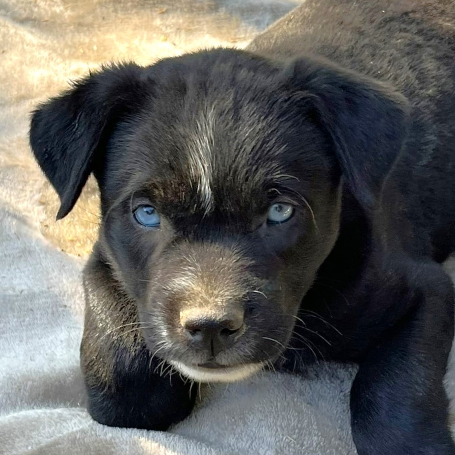 Blade, a Adopted mixed breed in Godley, TX image 1/6