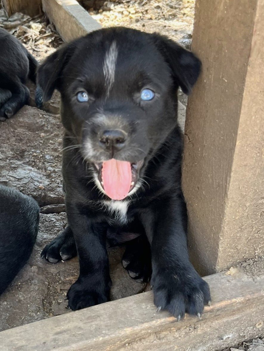 Blade, a Adopted mixed breed in Godley, TX image 4/6