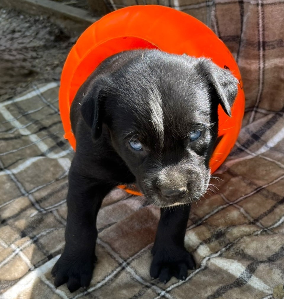 Blade, a Adopted mixed breed in Godley, TX image 3/6