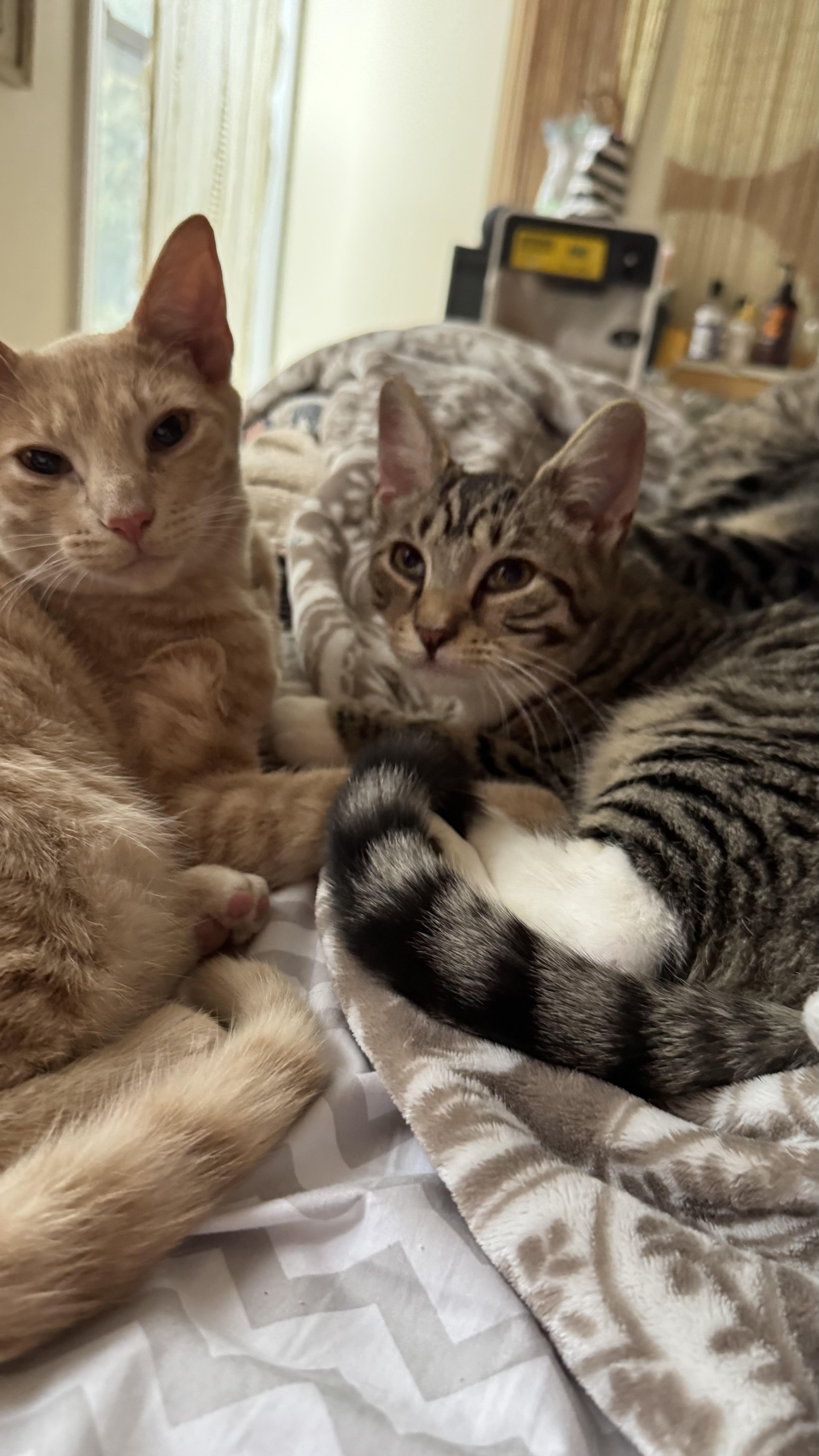 Cornflake and Pops, Adoptable, Young Male Domestic Short Hair & Tabby.