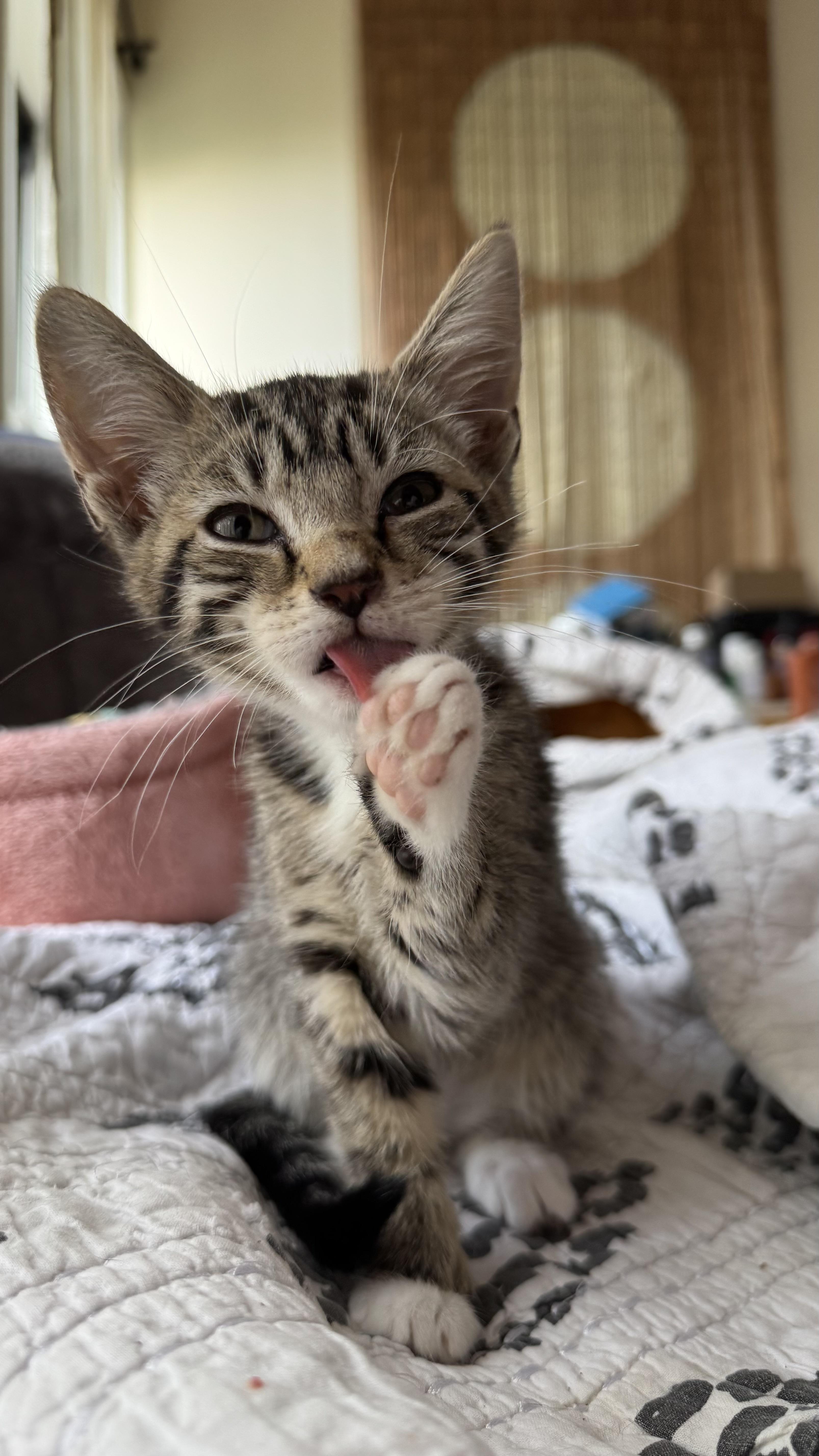 Enlarge Cornflake and Pops, a Adoptable mixed breed in Brooklyn, NY image 2/3