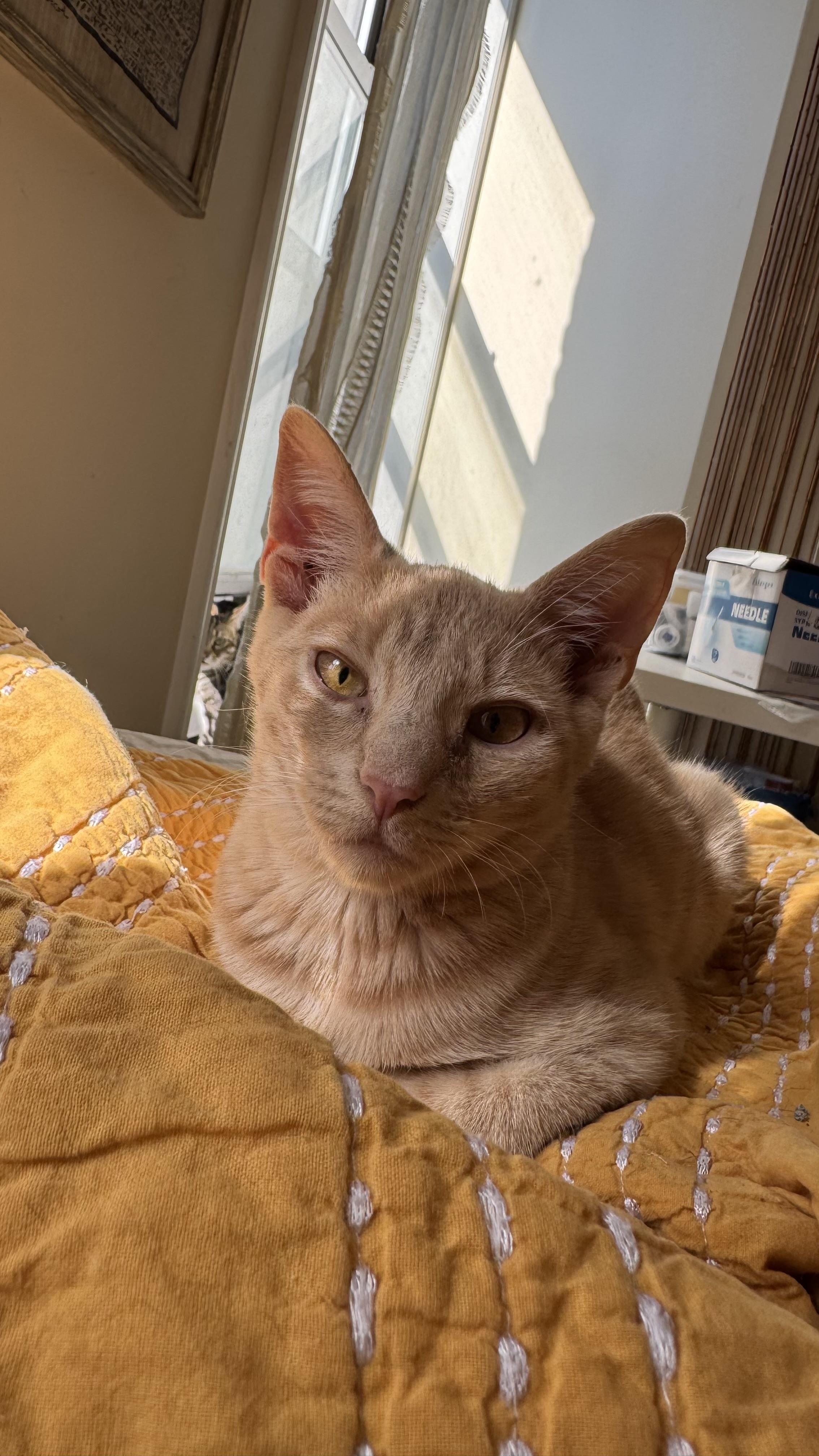 Enlarge Cornflake and Pops, a Adoptable mixed breed in Brooklyn, NY image 3/3