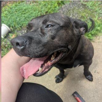 Foxie, Adoptable, Adult Female Dutch Shepherd.