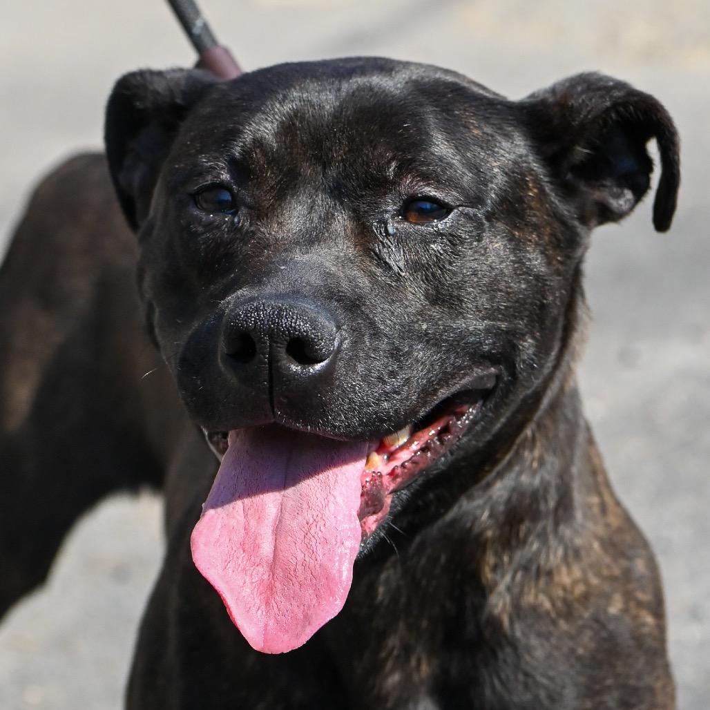 Enlarge Foxie, a Adoptable Dutch Shepherd in Richmond, VA image 2/6