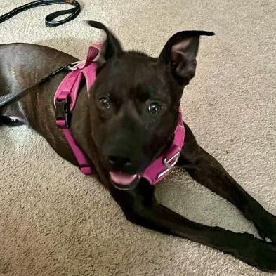 Enlarge Foxie, a Adoptable Dutch Shepherd in Richmond, VA image 3/6