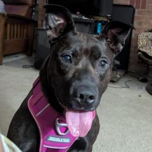 Enlarge Foxie, a Adoptable Dutch Shepherd in Richmond, VA image 4/6