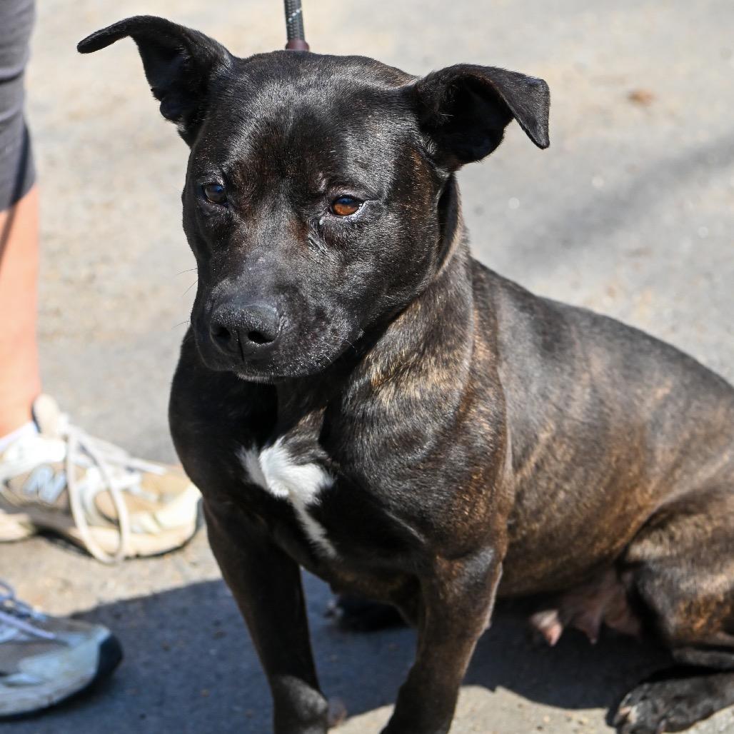 Enlarge Foxie, a Adoptable Dutch Shepherd in Richmond, VA image 5/6
