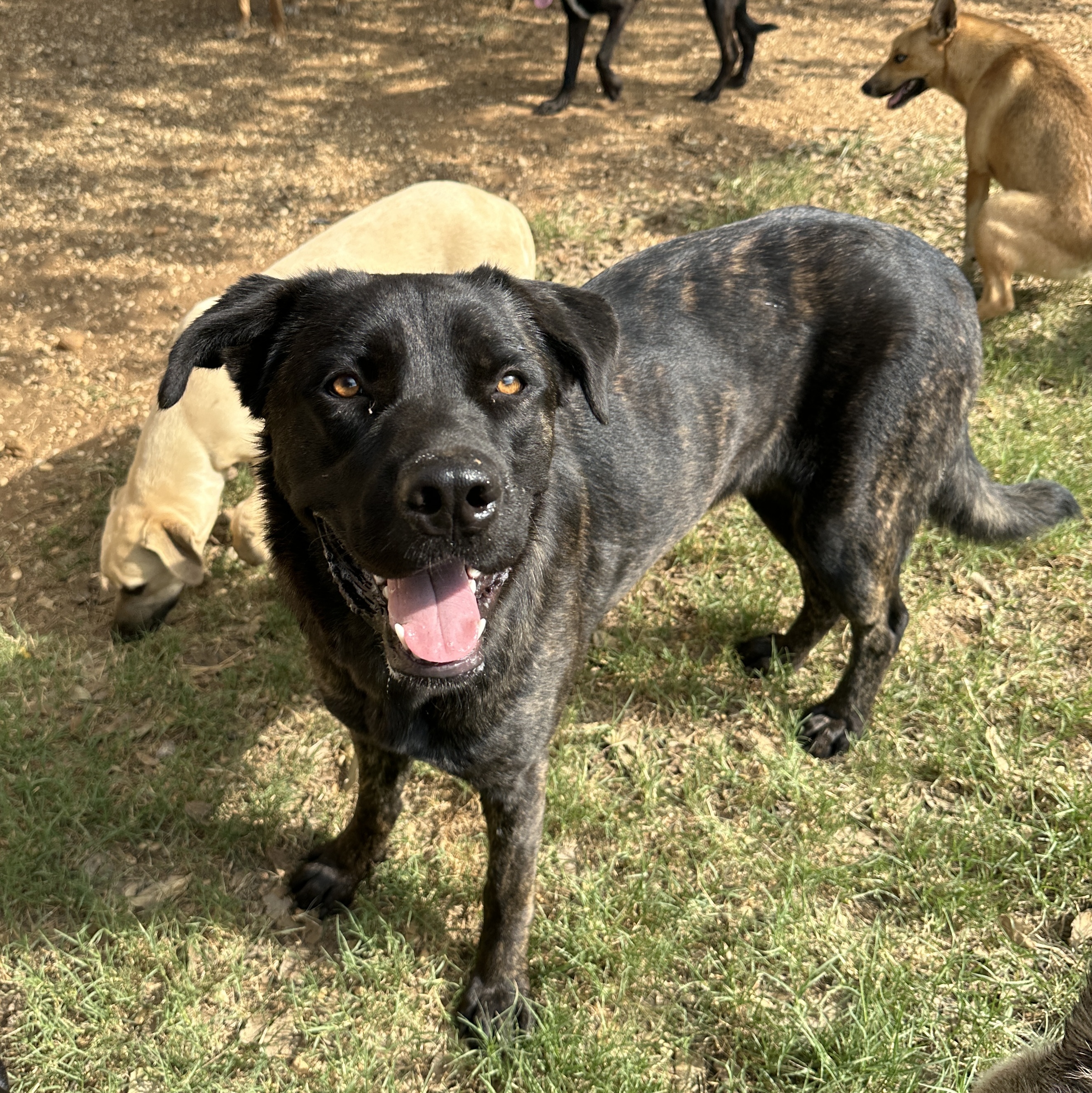 Enlarge Beverly, a Adoptable mixed breed in Seguin, TX image 3/3