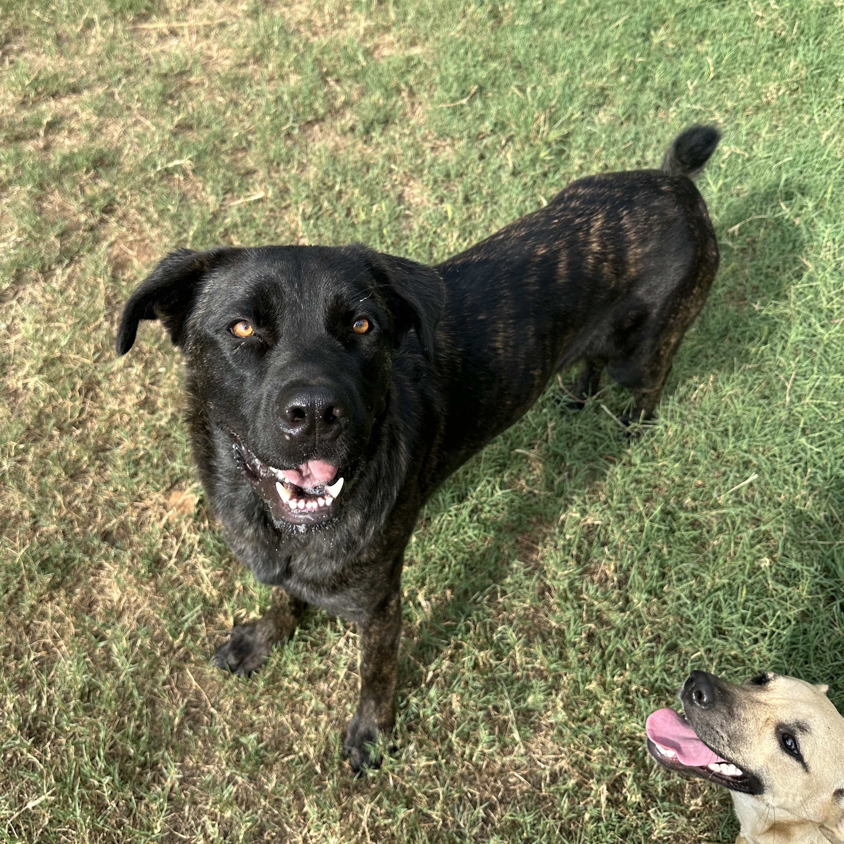 Enlarge Beverly, a Adoptable mixed breed in Seguin, TX image 1/3