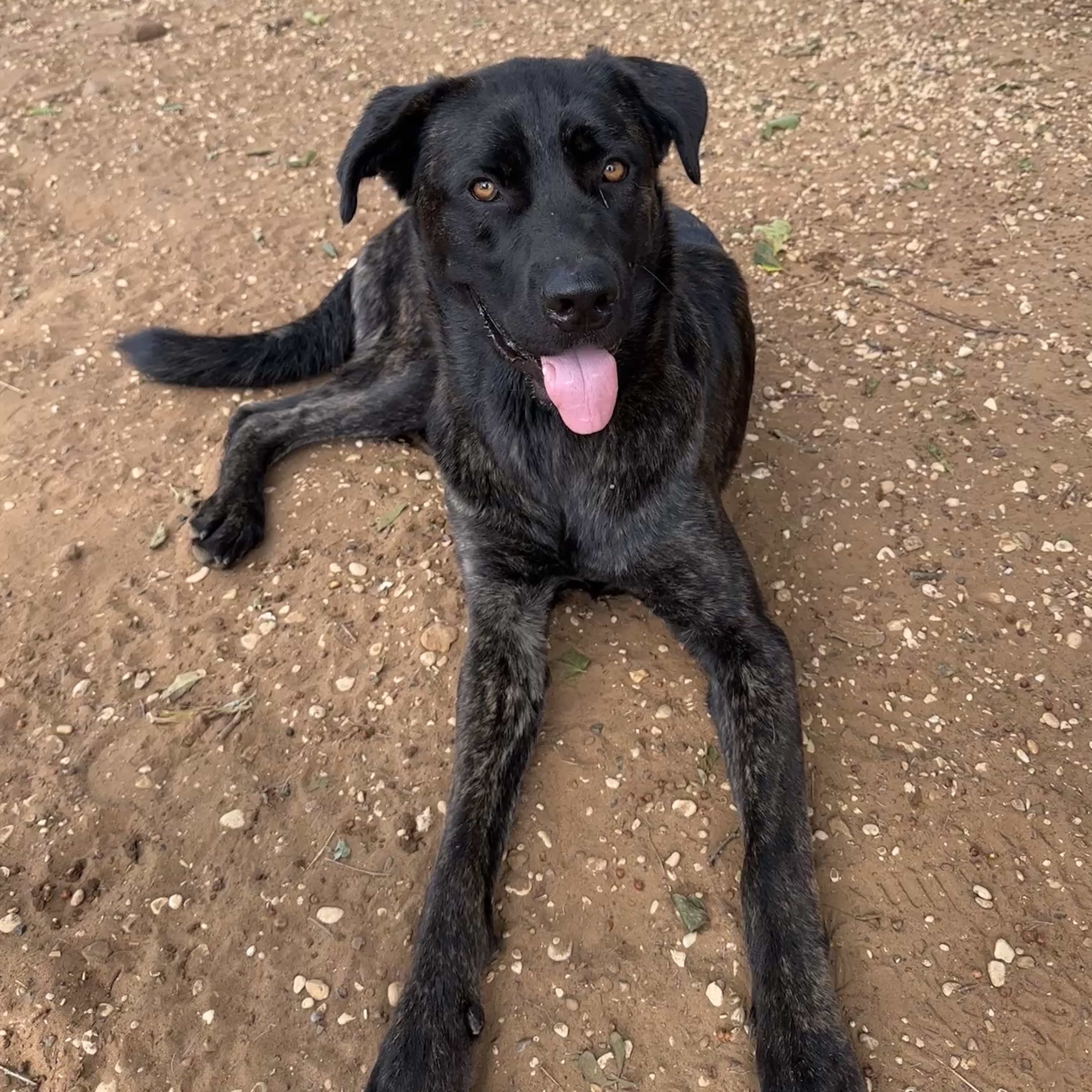 Enlarge Beverly, a Adoptable mixed breed in Seguin, TX image 2/3