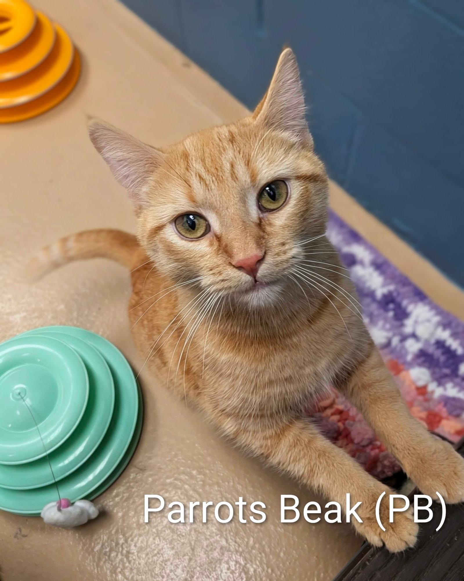 Parrot's Beak, Adoptable, Adult Female Domestic Short Hair.