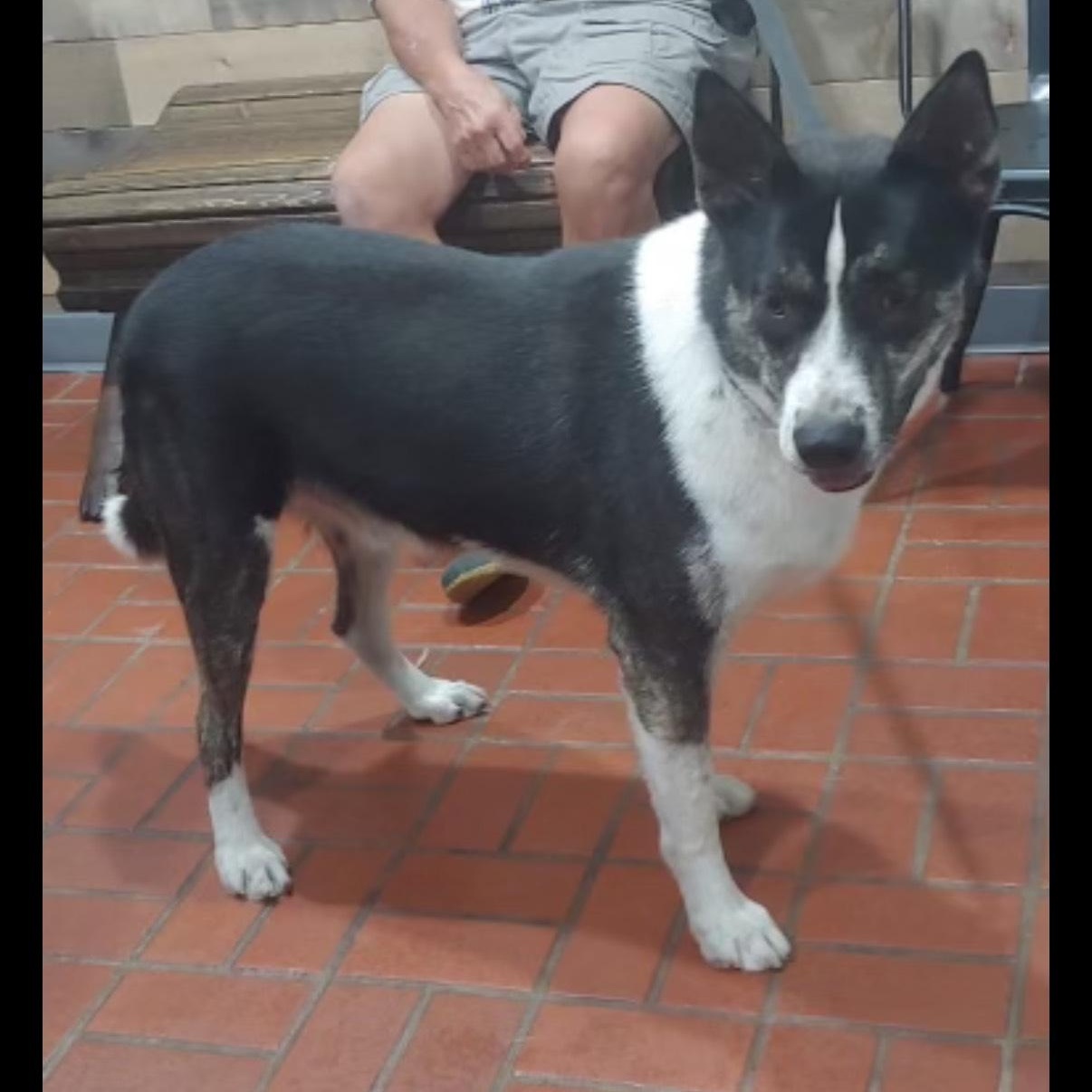 Elmo- dog & kid friendly!, Adoptable, Adult Male Cattle Dog & Husky.