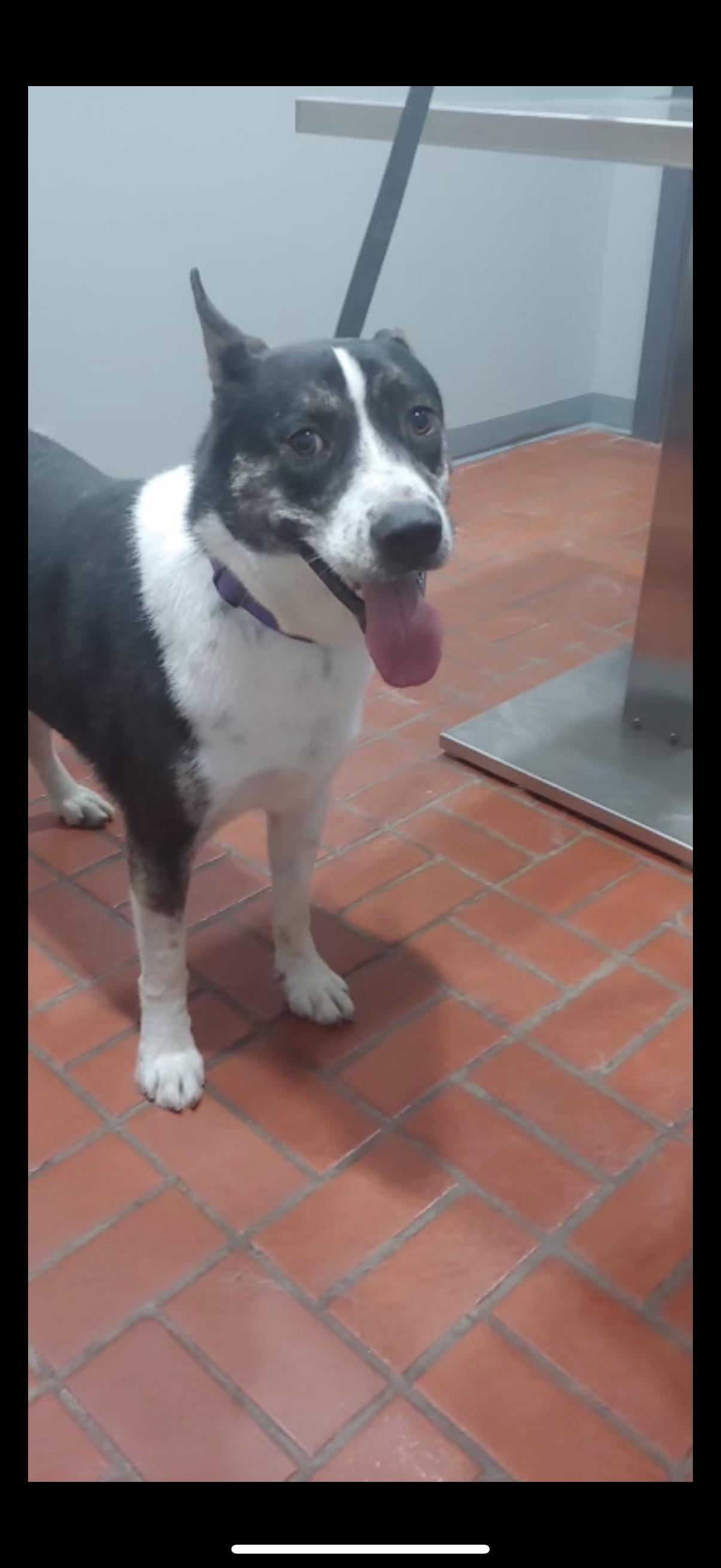 Enlarge Elmo- dog & kid friendly!, a Adoptable mixed breed in Raleigh, NC image 2/3