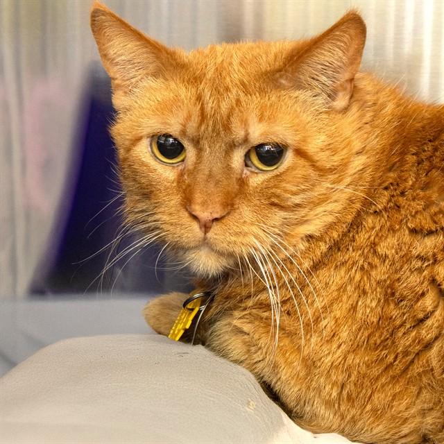 Enlarge GUS, a Adoptable Domestic Short Hair in St. Louis, MO image 1/1