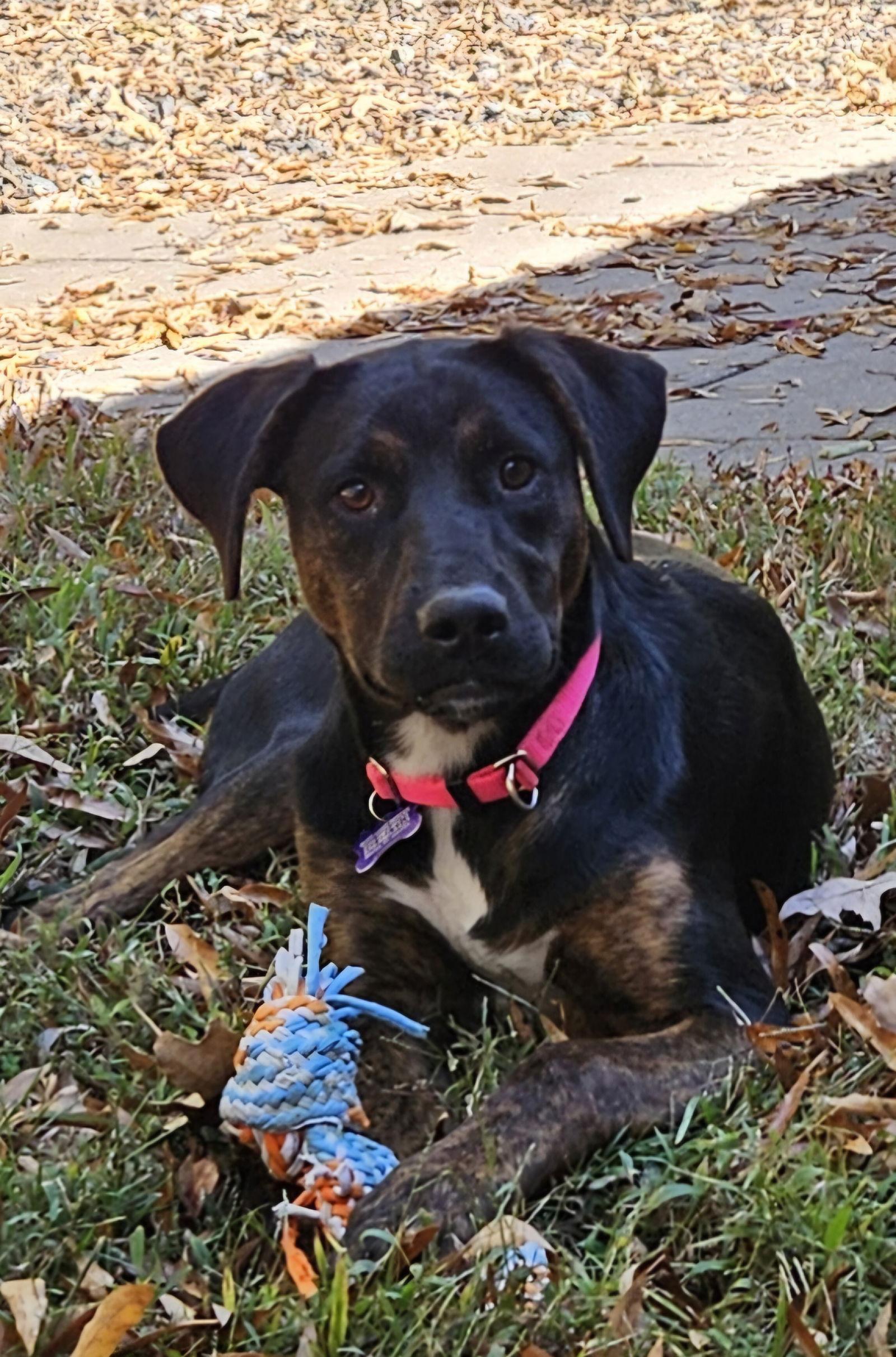 June, Adoptable, Puppy Female Labrador Retriever & Hound.