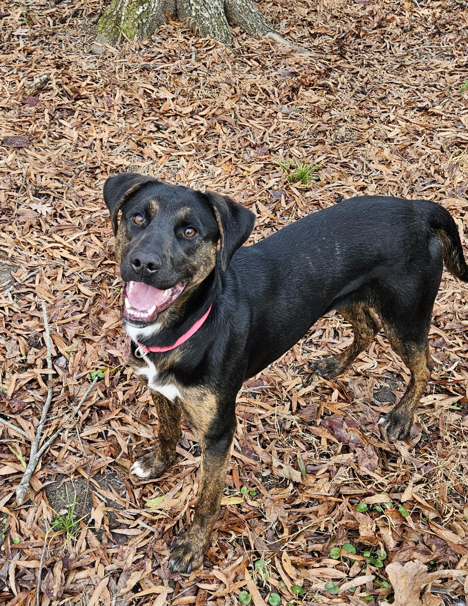 Enlarge June, a Adoptable mixed breed in Thomasville, NC image 2/3