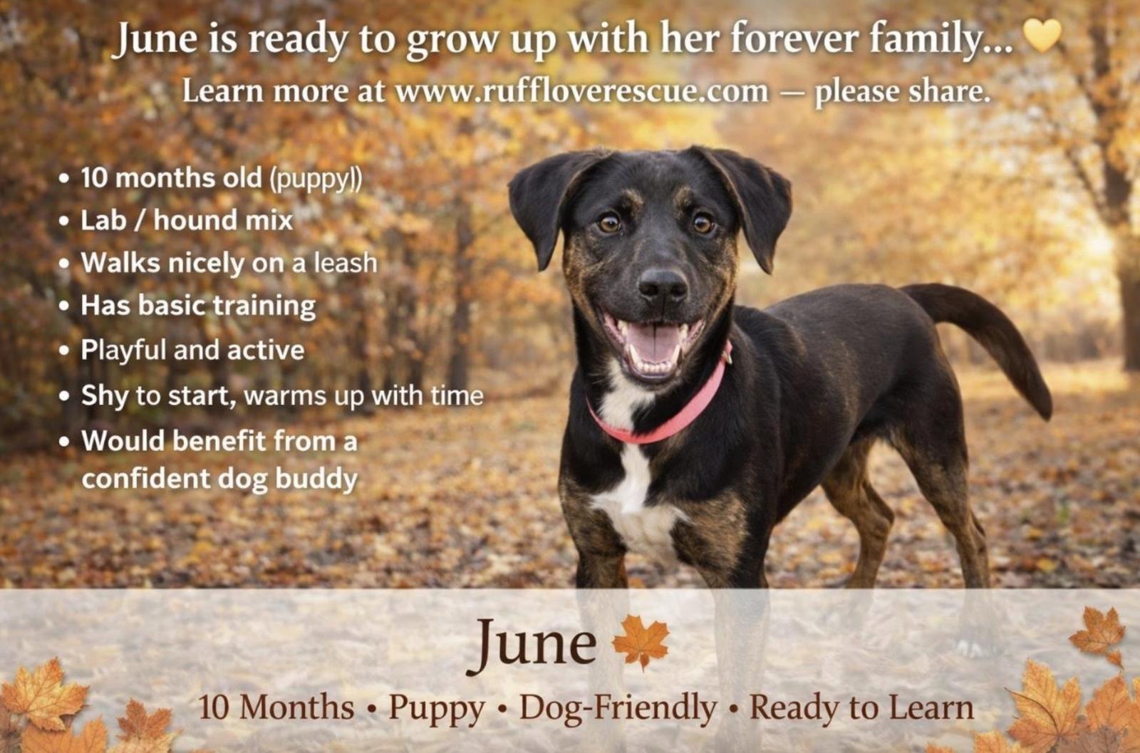 Enlarge June, a Adoptable mixed breed in Thomasville, NC image 3/3