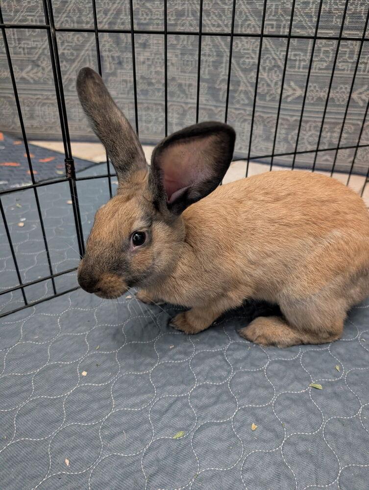 Copper, Adoptable, Baby Male Cinnamon.