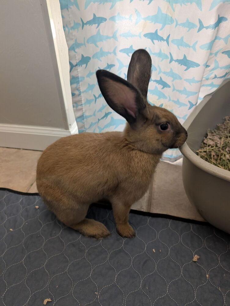 Enlarge Copper, a Adoptable mixed breed in Naples, FL image 4/5