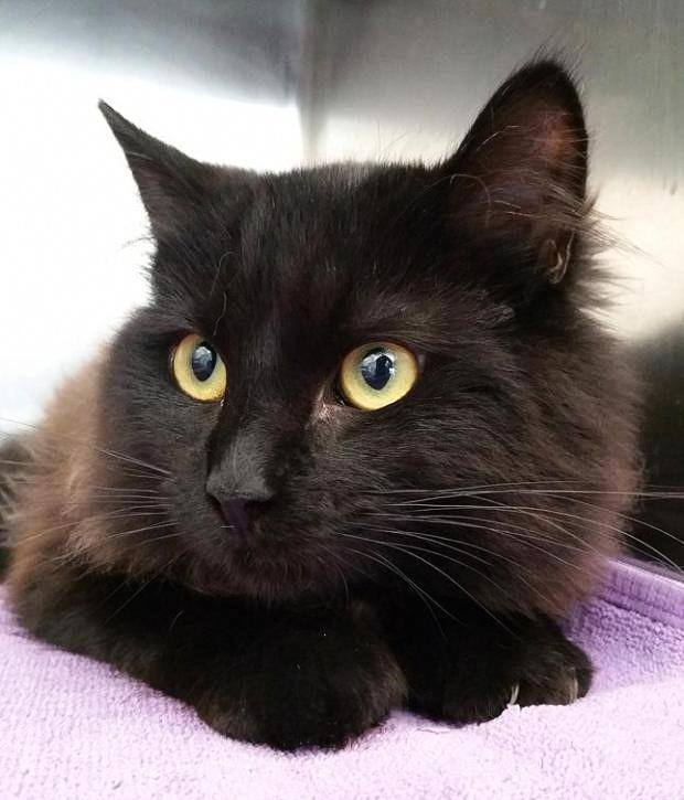 Blackie, Adopted, Adult Male Domestic Long Hair.