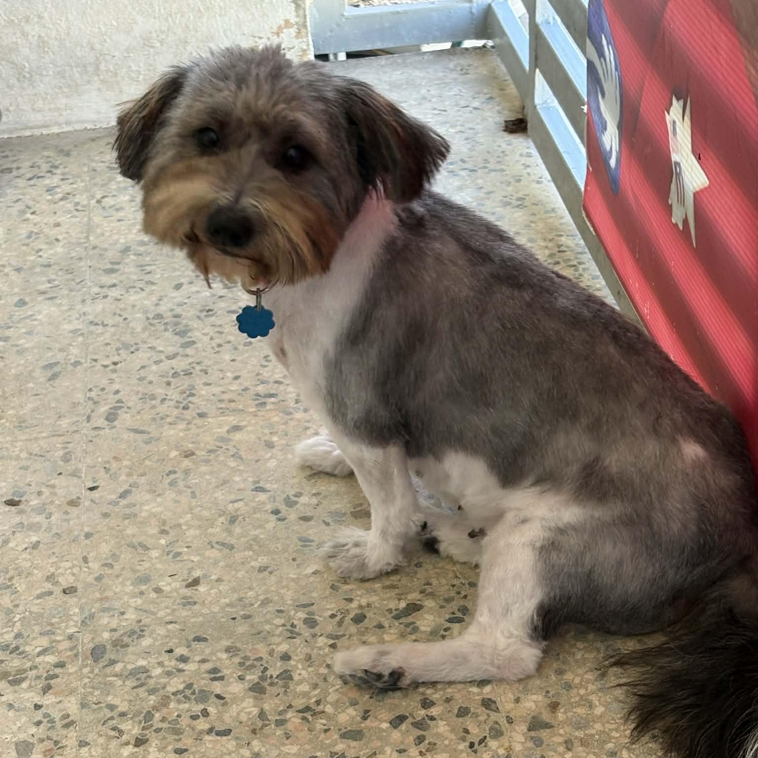 Lunna, ADOPTABLE, Adult Female Shih Tzu.