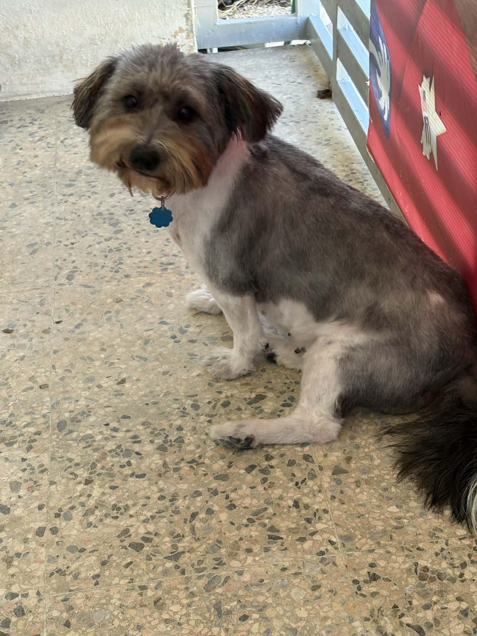 Enlarge Lunna, a ADOPTABLE mixed breed in Warren, NJ image 3/3