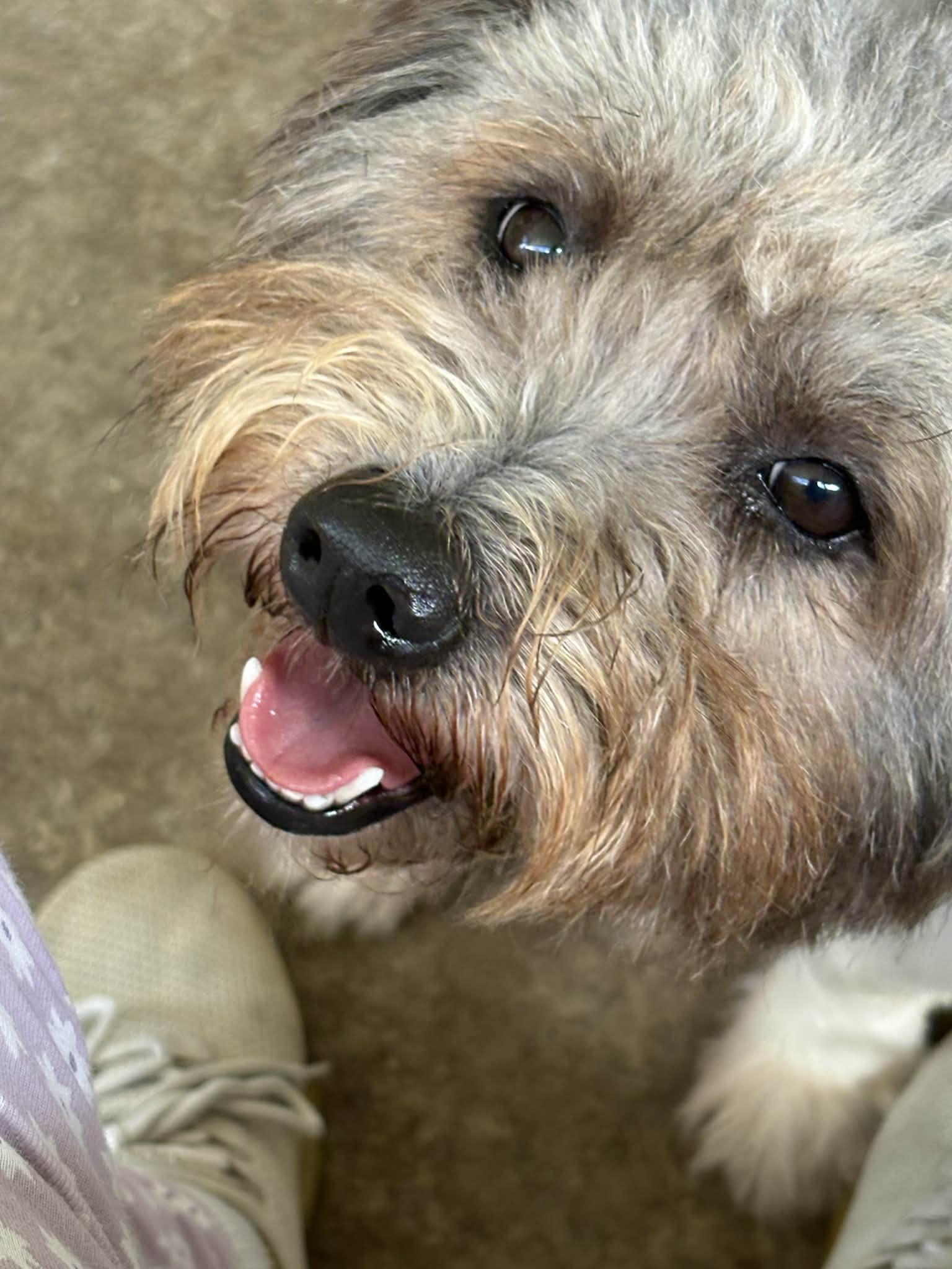 Enlarge Lunna, a ADOPTABLE mixed breed in Warren, NJ image 2/3