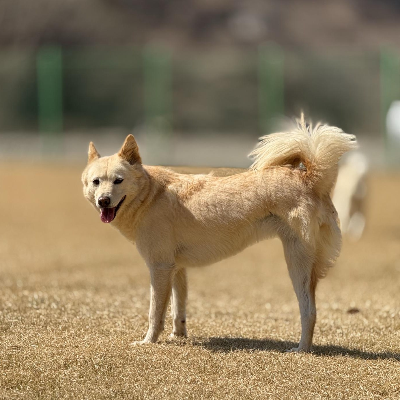 Enlarge MIRAE', a Adoptable Jindo in Springfield, VA image 3/6