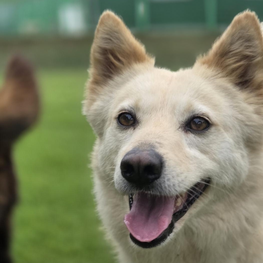 MIRAE', Adoptable, Adult Female Jindo.