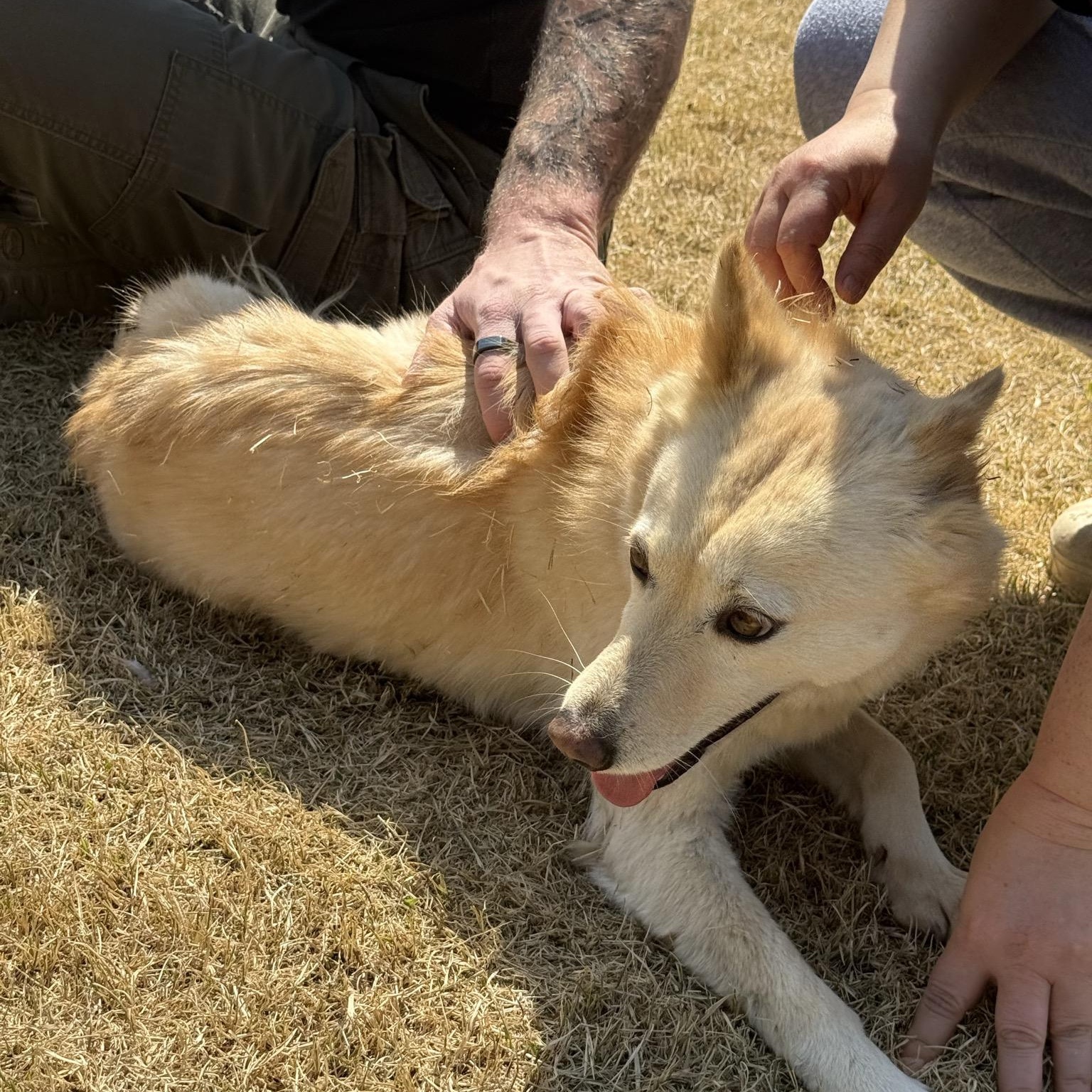 Enlarge MIRAE', a Adoptable Jindo in Springfield, VA image 6/6