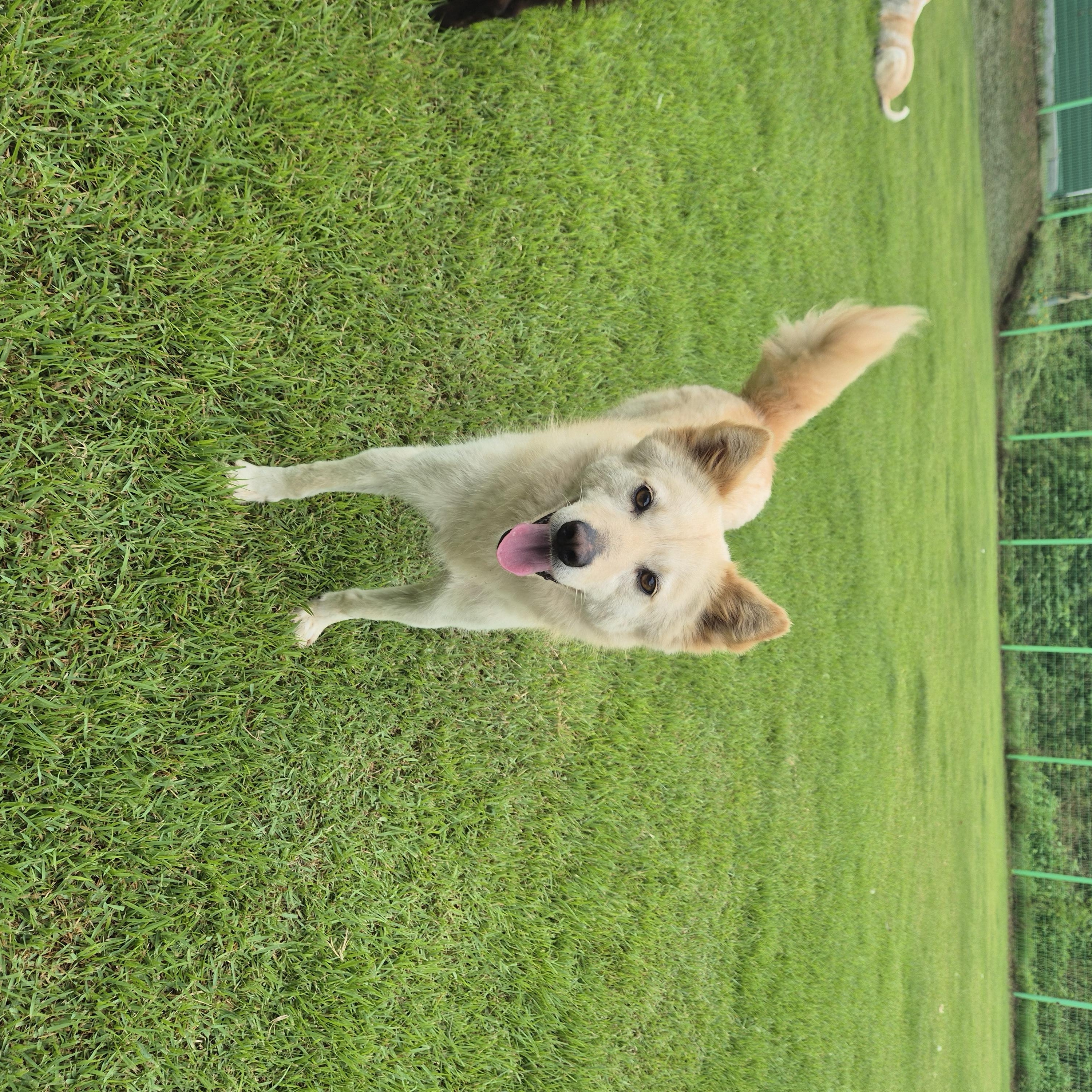 Enlarge MIRAE', a Adoptable Jindo in Springfield, VA image 4/6