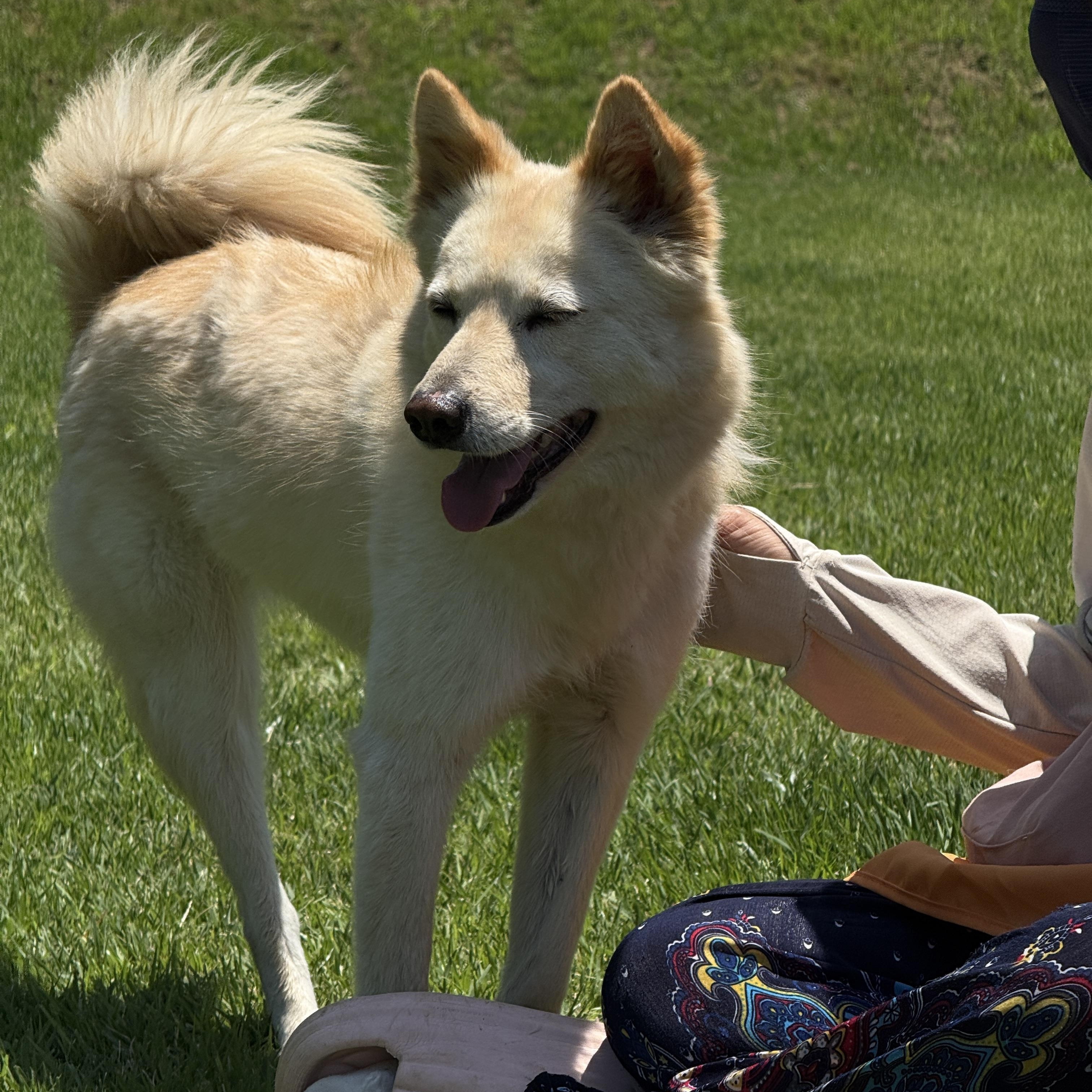 Enlarge MIRAE', a Adoptable Jindo in Springfield, VA image 2/6
