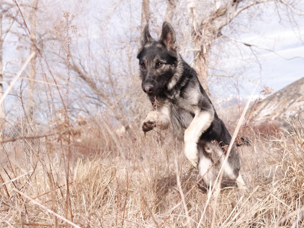 Rover, Adoptable, Adult Male Shepherd.