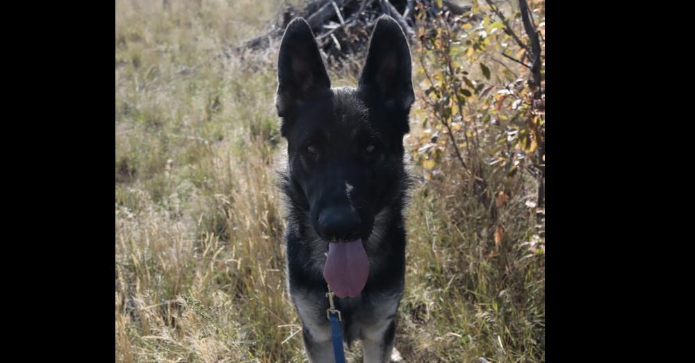 Rover, Adoptable, Adult Male Shepherd.