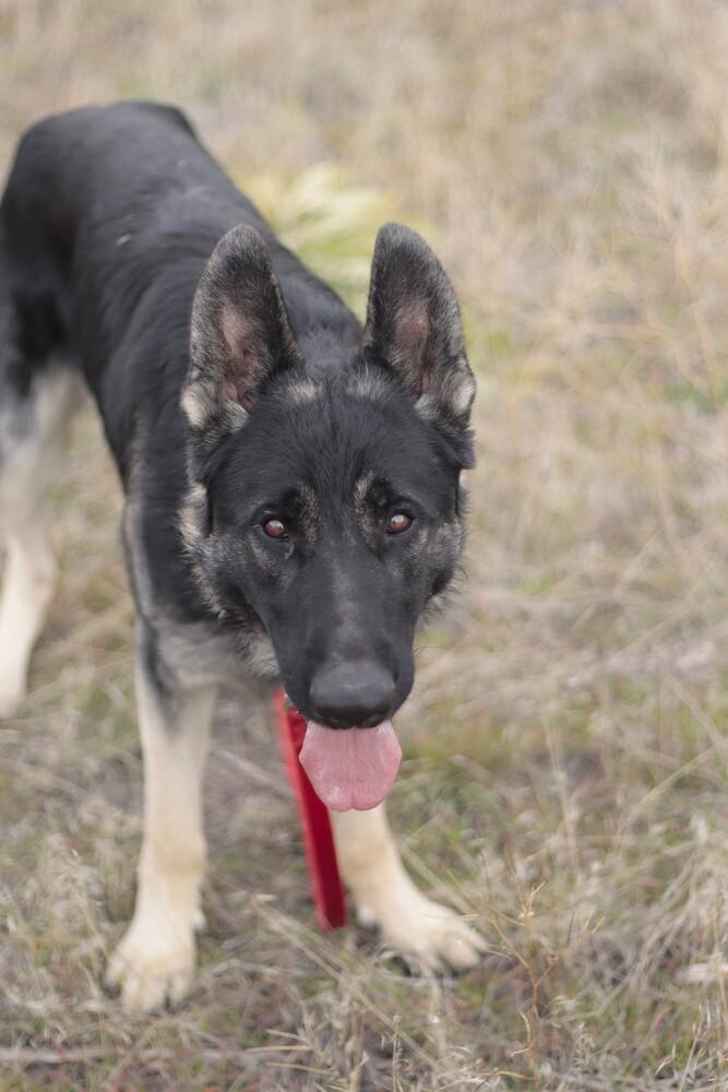 Rover, a Adoptable mixed breed in Salmon, ID image 2/6