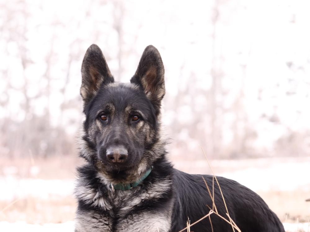 Rover, a Adoptable mixed breed in Salmon, ID image 3/6