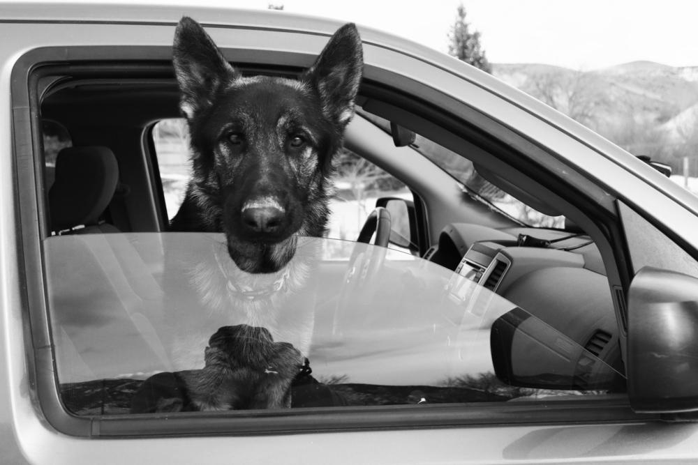 Enlarge Rover, a Adoptable mixed breed in Salmon, ID image 3/6