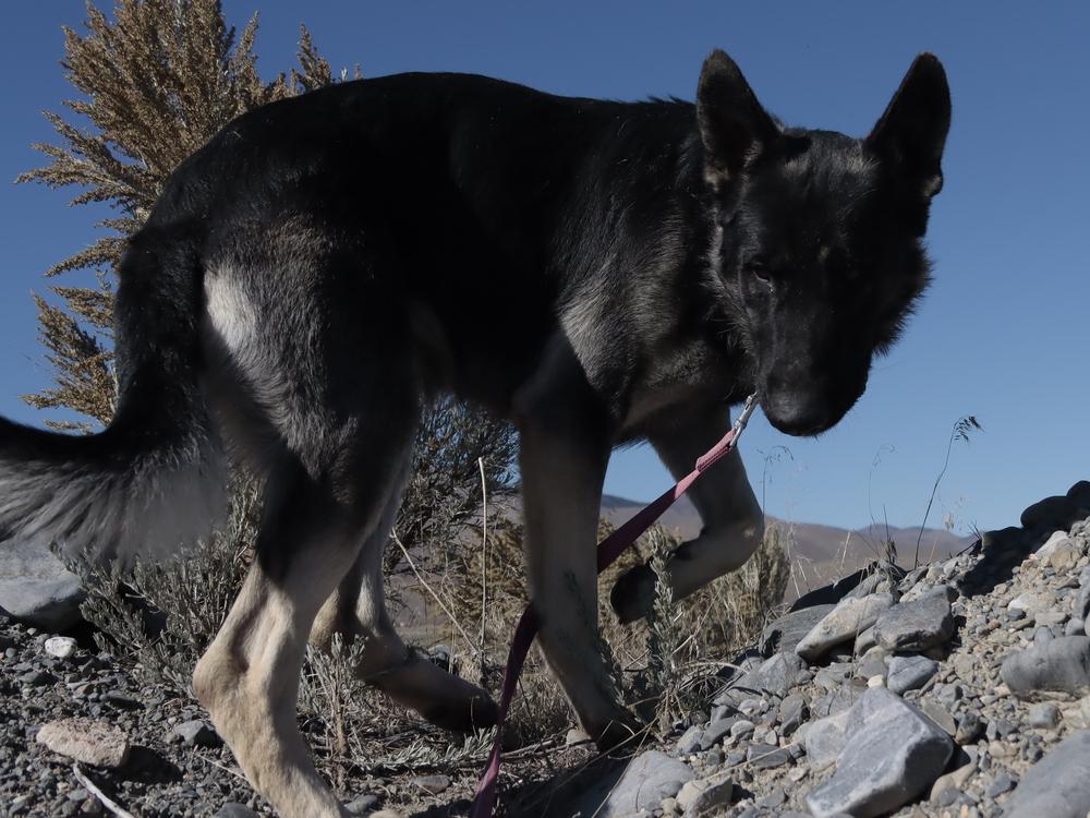Rover, a Adoptable mixed breed in Salmon, ID image 4/6