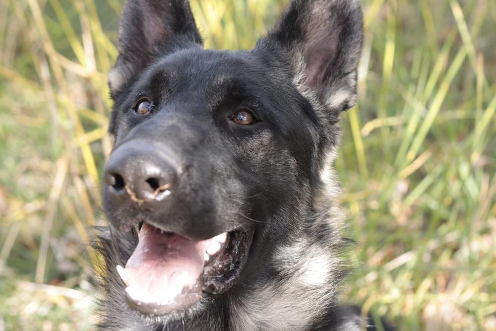 Rover, a Adoptable mixed breed in Salmon, ID image 5/6