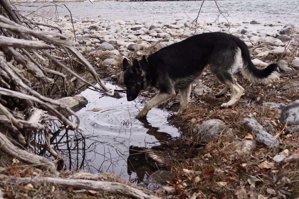 Enlarge Rover, a Adoptable mixed breed in Salmon, ID image 6/6